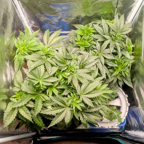 Purple Glam Kush growlog timeline photo