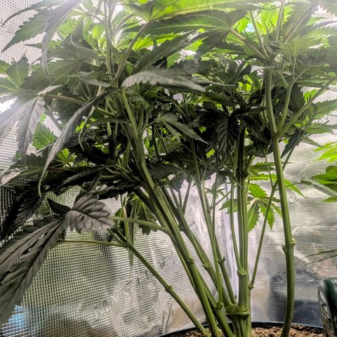 Purple Glam Kush growlog timeline photo