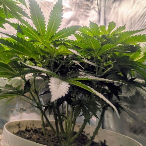 Purple Glam Kush growlog timeline photo
