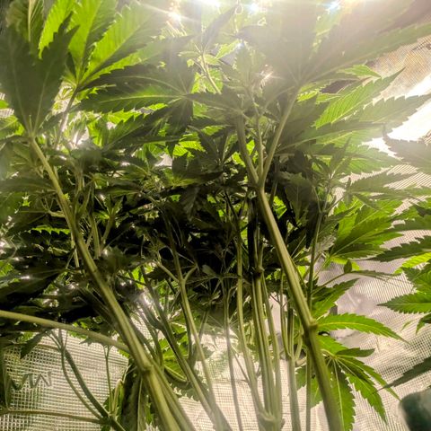 Purple Glam Kush growlog timeline photo