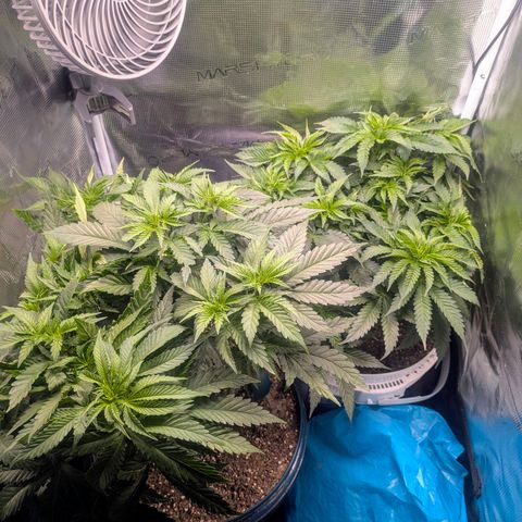 Purple Glam Kush growlog timeline photo