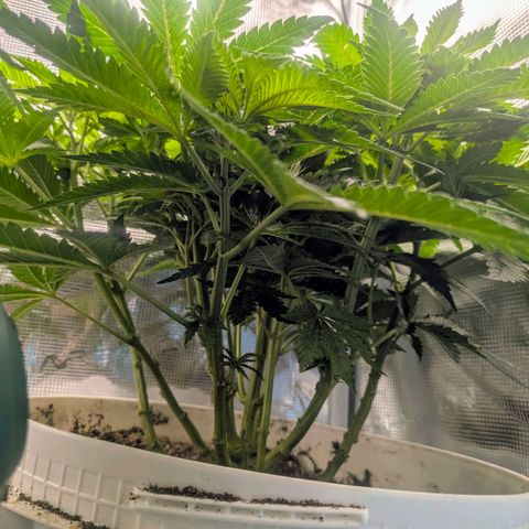 Purple Glam Kush growlog timeline photo