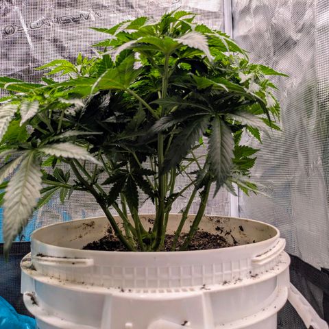Purple Glam Kush growlog timeline photo