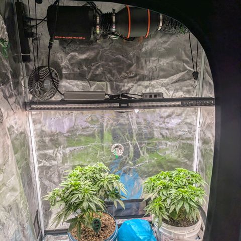 Purple Glam Kush growlog timeline photo