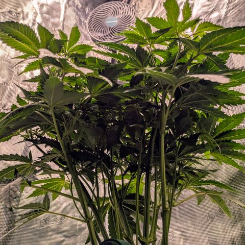 Purple Glam Kush growlog timeline photo