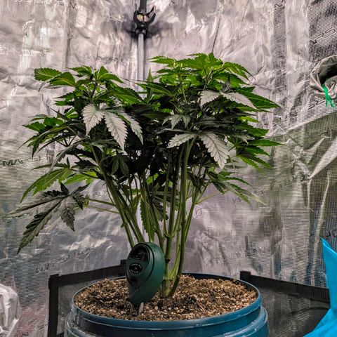 Purple Glam Kush growlog timeline photo