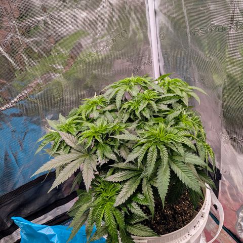 Purple Glam Kush growlog timeline photo