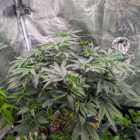 Purple Glam Kush growlog timeline photo