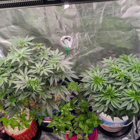 Purple Glam Kush growlog timeline photo