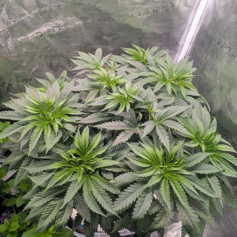 Purple Glam Kush growlog timeline photo