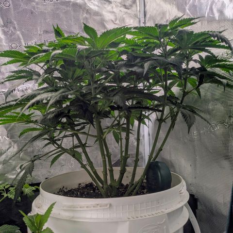 Purple Glam Kush growlog timeline photo