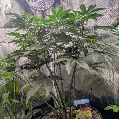 Purple Glam Kush growlog timeline photo