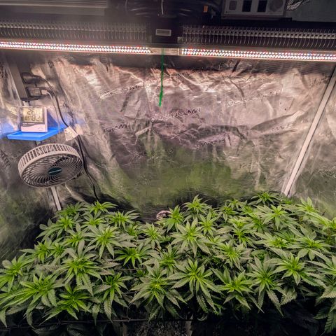 Purple Glam Kush growlog timeline photo