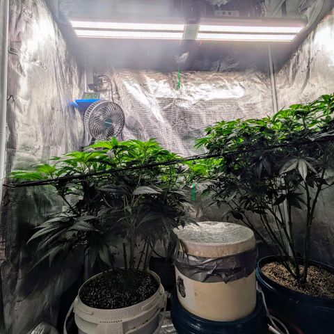 Purple Glam Kush growlog timeline photo