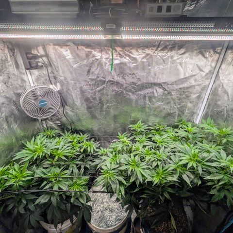Purple Glam Kush growlog timeline photo