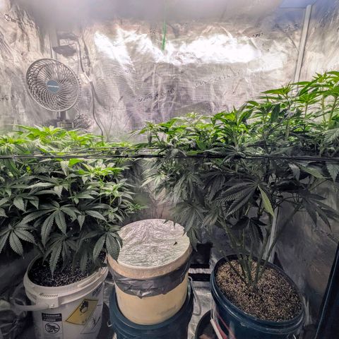 Purple Glam Kush growlog timeline photo