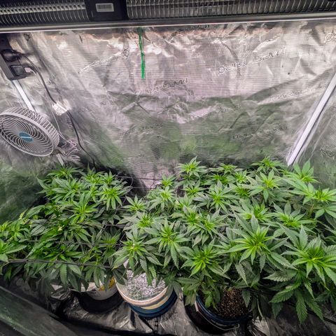 Purple Glam Kush growlog timeline photo