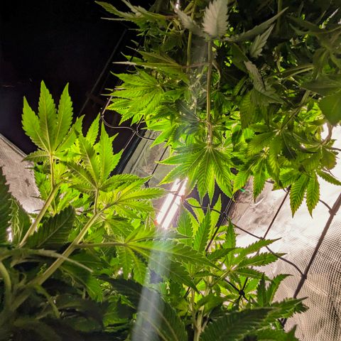 Purple Glam Kush growlog timeline photo