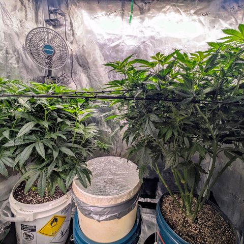Purple Glam Kush growlog timeline photo