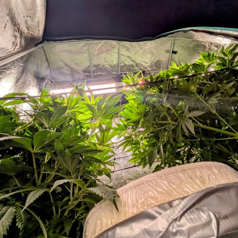 Purple Glam Kush growlog timeline photo