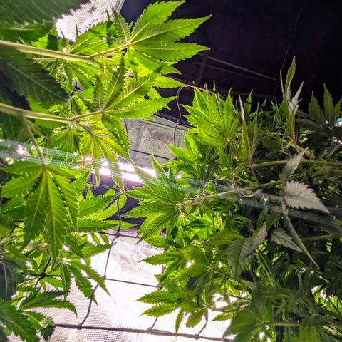 Purple Glam Kush growlog timeline photo