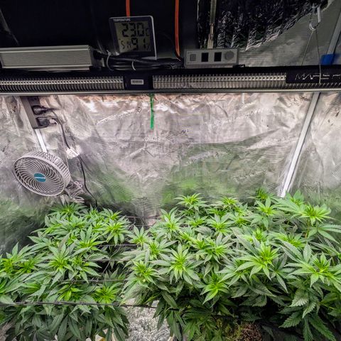 Purple Glam Kush growlog timeline photo