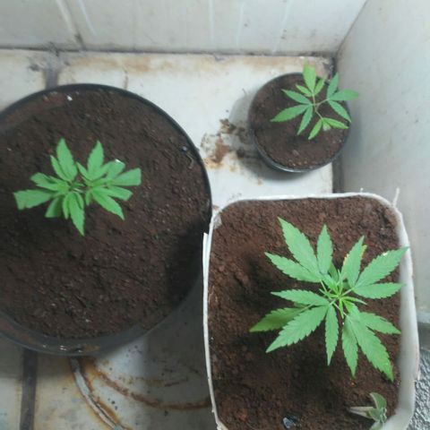 Pl329 growlog photo: Ta fluindo so bb esturt ta com fazes dela mais lenta e que ta com poda ja se recupero e de tranplate ja dapito com vazo
