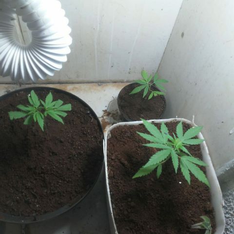 Pl329 growlog photo: Ta fluindo so bb esturt ta com fazes dela mais lenta e que ta com poda ja se recupero e de tranplate ja dapito com vazo
