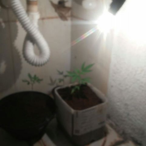 Pl329 growlog timeline photo