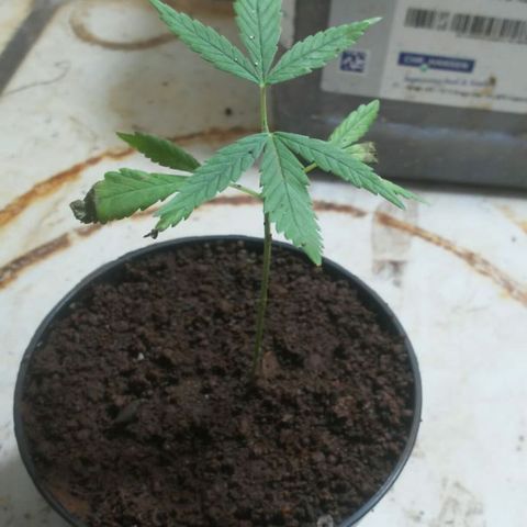 Pl329 growlog timeline photo