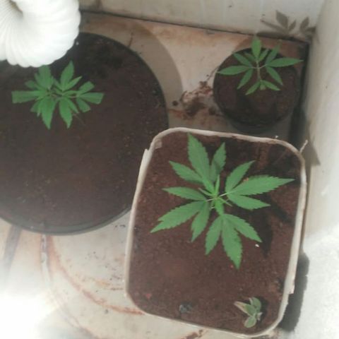 Pl329 growlog timeline photo