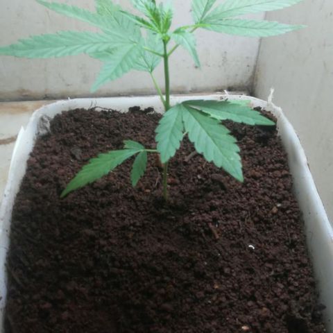Pl329 growlog timeline photo