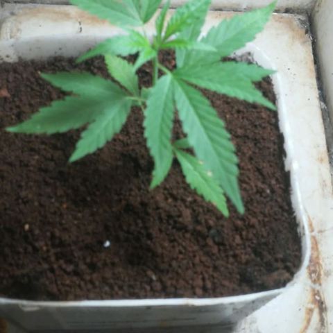 Pl329 growlog timeline photo