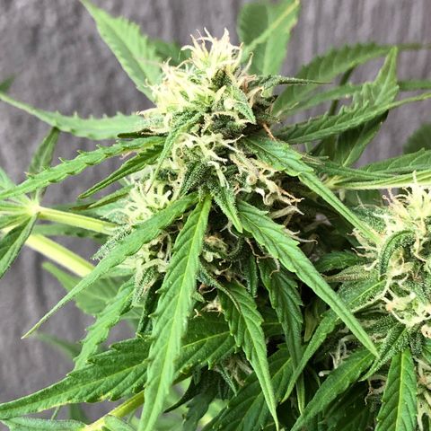 Auto Somango growlog timeline photo
