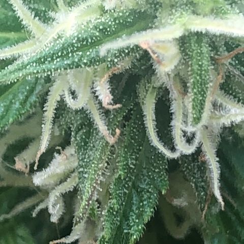 Auto Somango growlog timeline photo