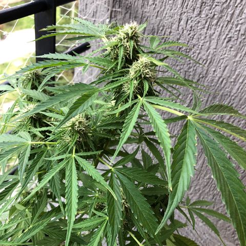 Auto Somango growlog timeline photo
