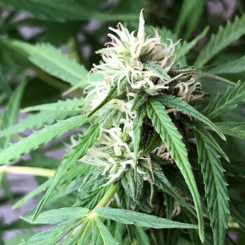 Auto Somango growlog timeline photo