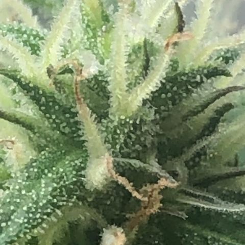 Auto Somango growlog timeline photo