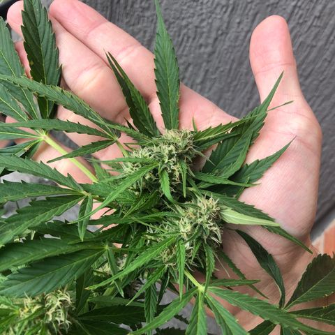 Auto Somango growlog timeline photo