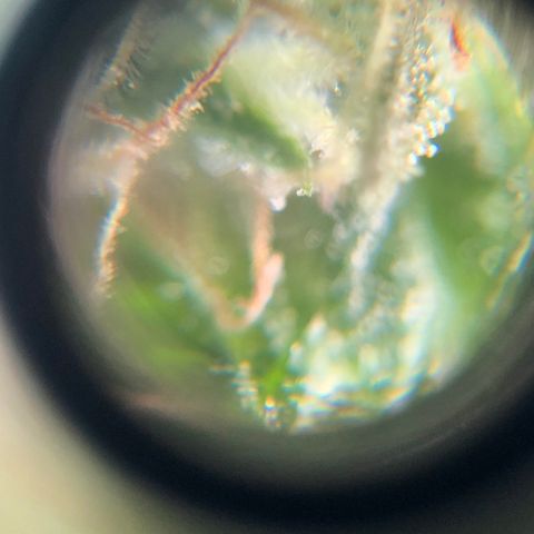 Auto Somango growlog timeline photo