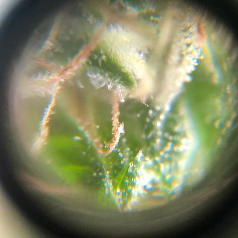 Auto Somango growlog timeline photo