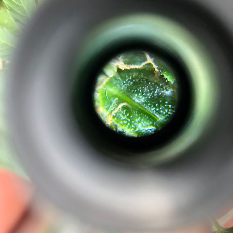 Auto Somango growlog timeline photo