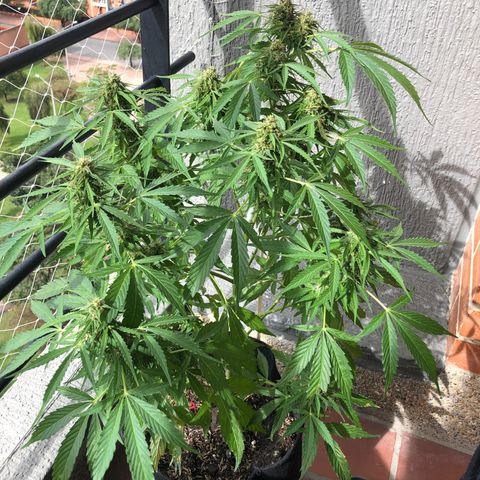 Auto Somango growlog timeline photo