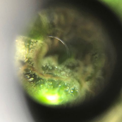 Auto Somango growlog timeline photo