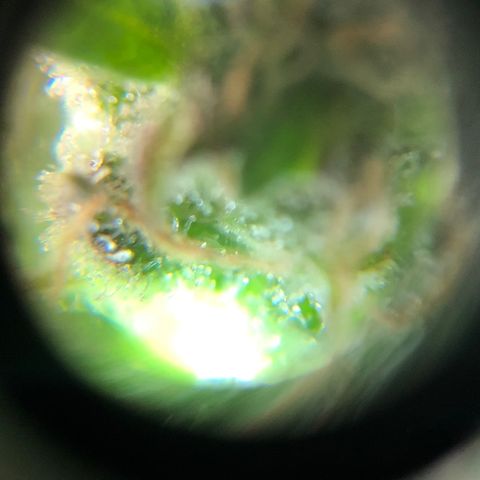Auto Somango growlog timeline photo