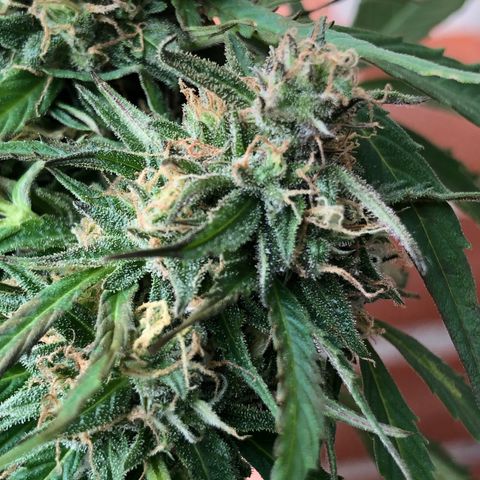 Auto Somango growlog timeline photo
