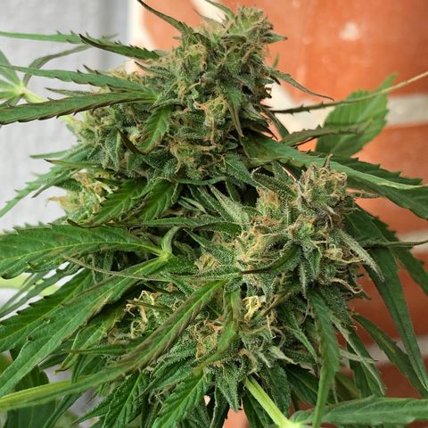 Auto Somango growlog timeline photo