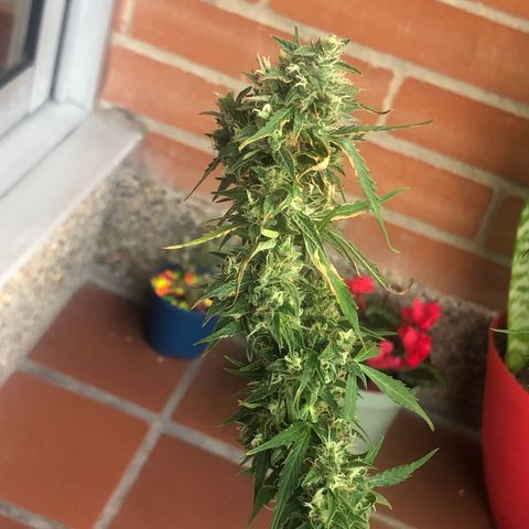 Auto Somango growlog timeline photo