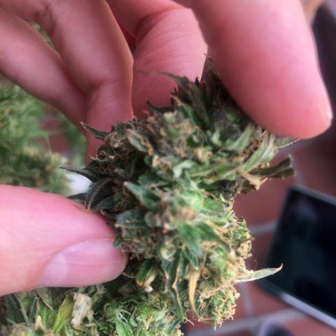 Auto Somango growlog timeline photo