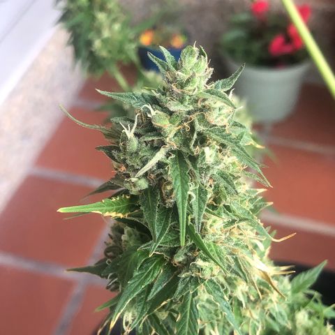 Auto Somango growlog timeline photo